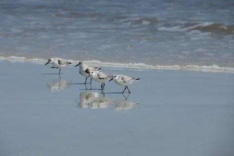 Sandpipers Stock Photos