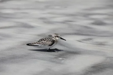 Sandpipers Stock Photos