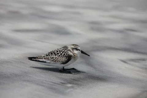 Sandpipers Stock Photos