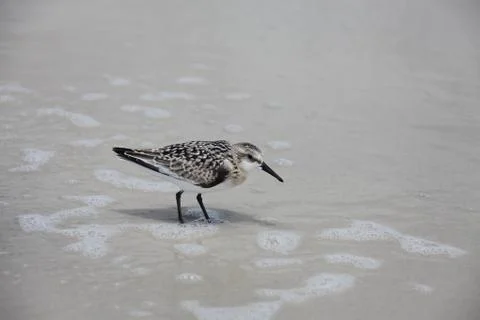Sandpipers Foto stock