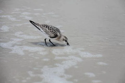 Sandpipers Stock Photos