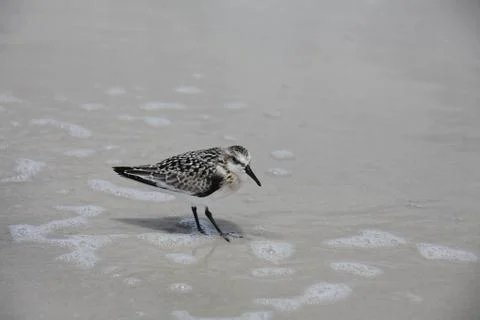 Sandpipers Stock Photos