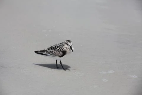 Sandpipers Stock-Fotos