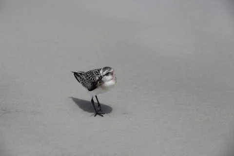 Sandpipers Stock-Fotos