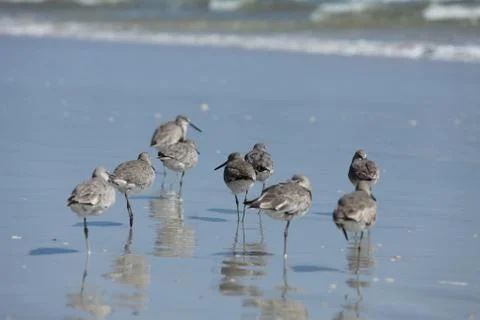Sandpipers Stock Photos
