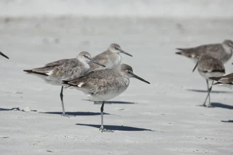 Sandpipers Stock Photos