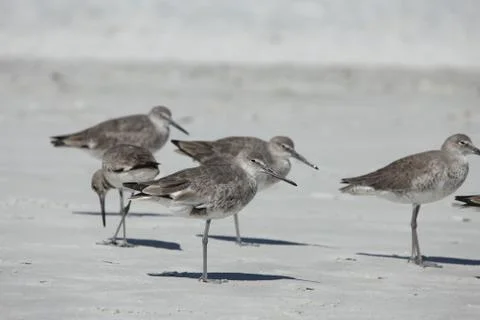 Sandpipers Stock Photos