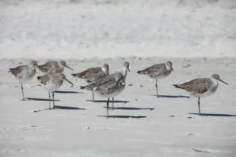 Sandpipers Stock Photos
