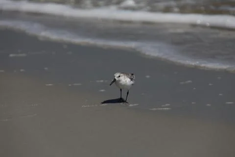 Sandpipers Stock Photos