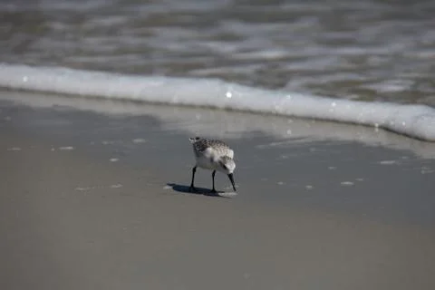 Sandpipers Stock Photos