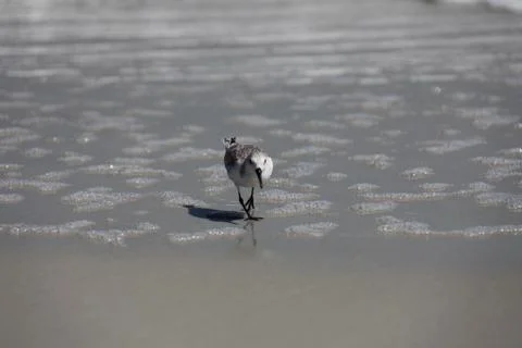 Sandpipers Stock Photos