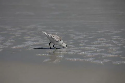 Sandpipers Stock-Fotos