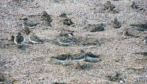 Sandpipers Stock Photos