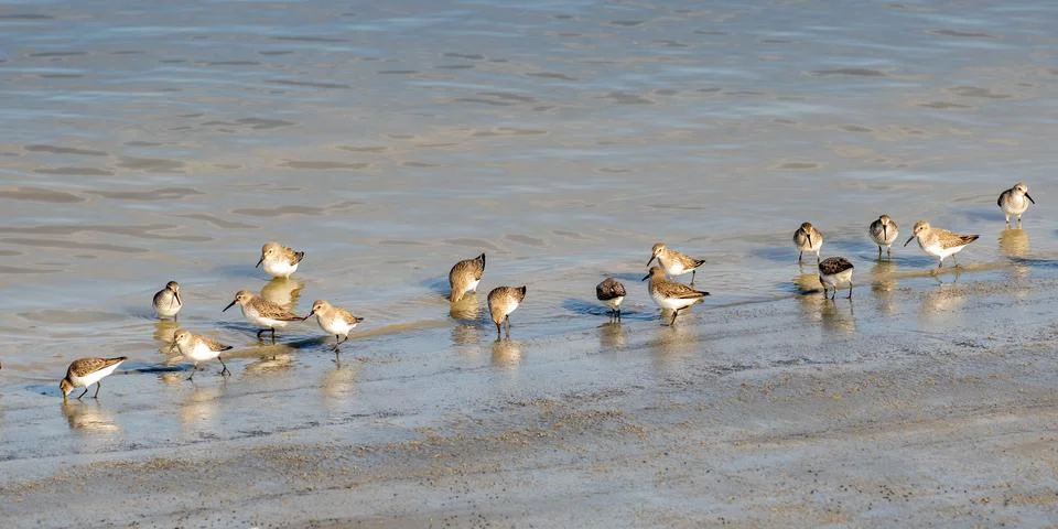 Sandpipers Фото