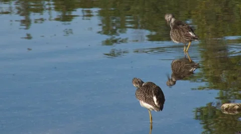 Sandpipers preening in shallows Stock Footage 8544359