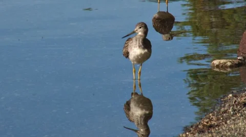 Sandpipers Reflecting in the Shallows Stock Footage 8544948