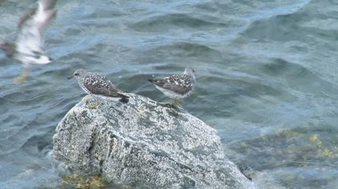 Sandpipers on Rock 1 Stock Footage 8533586