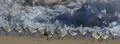 Sandpipers Running On Beach Foto