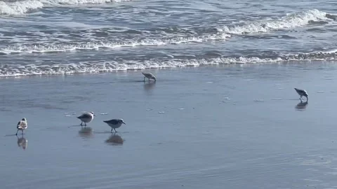 Sandpipers Running by the Ocean Stockbeeldmateriaal 263359274