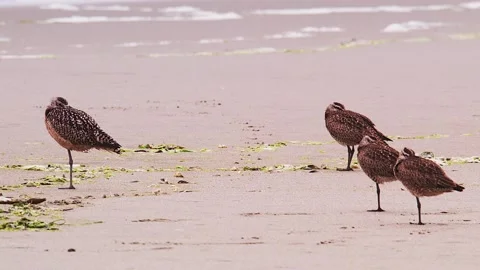 Sandpipers on the shore Video stock 137095636