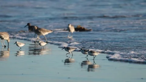 Sandpipers in the surf 01 Stock Footage 320648782