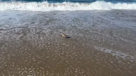 Sandpipers In Surf Stock Footage 268332170
