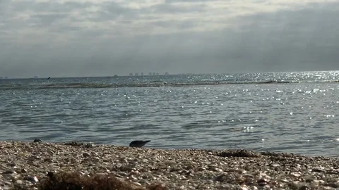 Sandpipers at water's edge Stock Footage 114128108