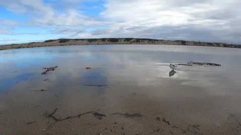 Sandpipper flight Stock Footage 243683750