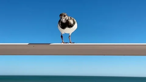 Sandpipper Stock Footage 230342387