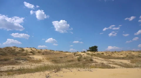 Sands growing trees Видео 67334706