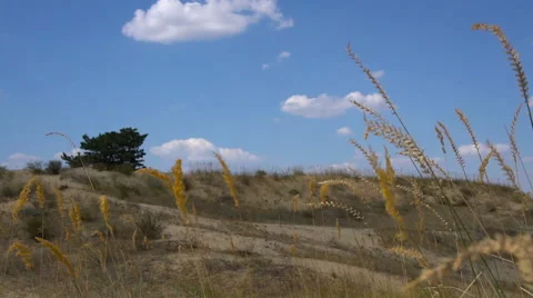 Sands growing trees 動画素材 67337183