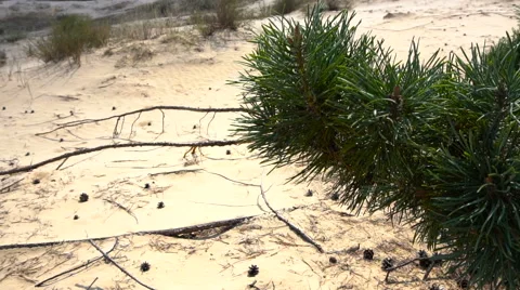 Sands growing trees 스톡 동영상 67337413