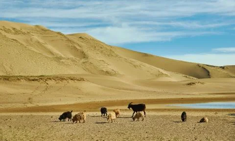 Sands Mongol Els Fotos Stock