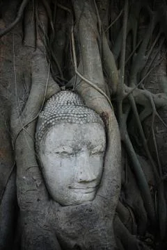 Sandstone Buddha head in the tree Stock Photos
