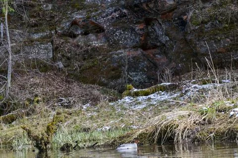 Sandstone cliff pattern with green grass and a floating mallard Stock Photos