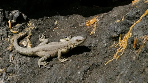Sandstone Colored Lizard Sitting Still on Rocks Enjoying the Sun Stock Footage 256959943