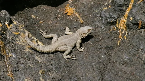 Sandstone Colored Lizard Sitting Still on Rocks Enjoying the Sun Stock Footage 256959986