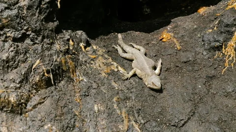 Sandstone Colored Lizard Sitting Still on Rocks Enjoying the Sun Stock Footage 256960103