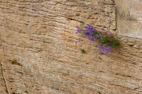 Sandstone old wall structure background texture Stock Photos