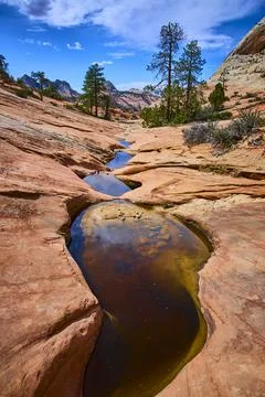 Sandstone Pools and Pine Trees with Reflections Low Ground View Foto stock