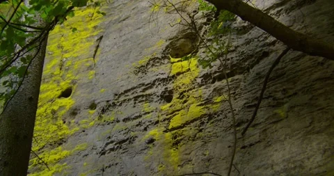 Sandstone Rock Wall Covered In Bright Yellow Moss In Czech Paradise Stock Footage 345056453