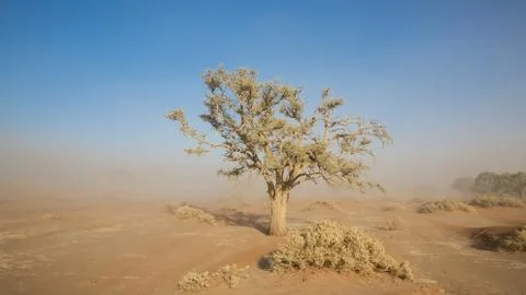 Sandstorm and tree Stock Photos