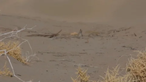 Sandstorm in the desert Stock Footage 103625621