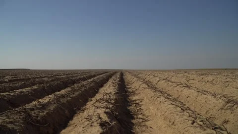 Sandstorm on the field. Dry field without rain. Potato field. Stock Footage 250158860