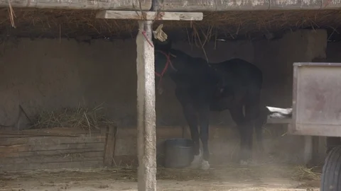 Sandstorm in the village Stock Footage 101049820