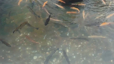 Sandtrout Farm On The River Stockbeeldmateriaal 71459922