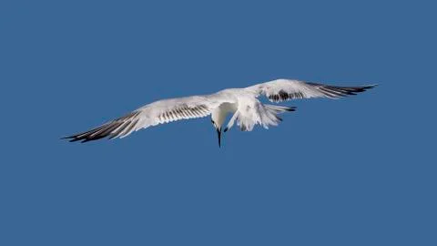 Sandwich Tern diving for a fish. Stock Photos