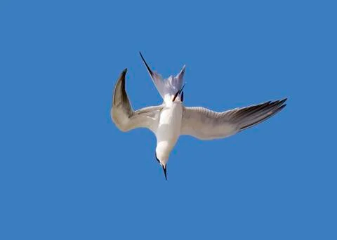 Sandwich Tern diving for a fish. Stock Photos