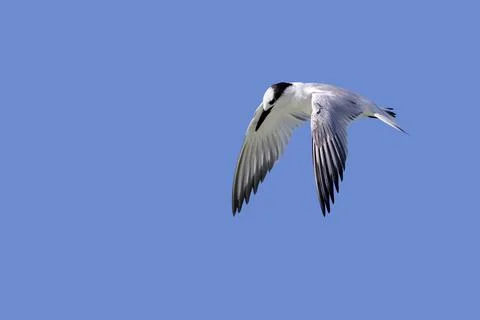 Sandwich Tern hovering under a blue sky. Stock Photos
