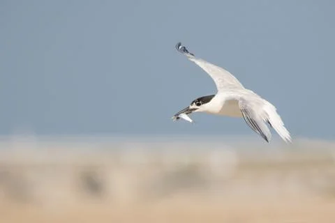 Sandwich Tern Stock Photos